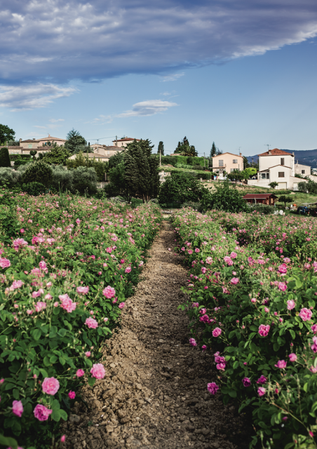 The rose of May, star of the Miss Dior Rose Essence fragrance