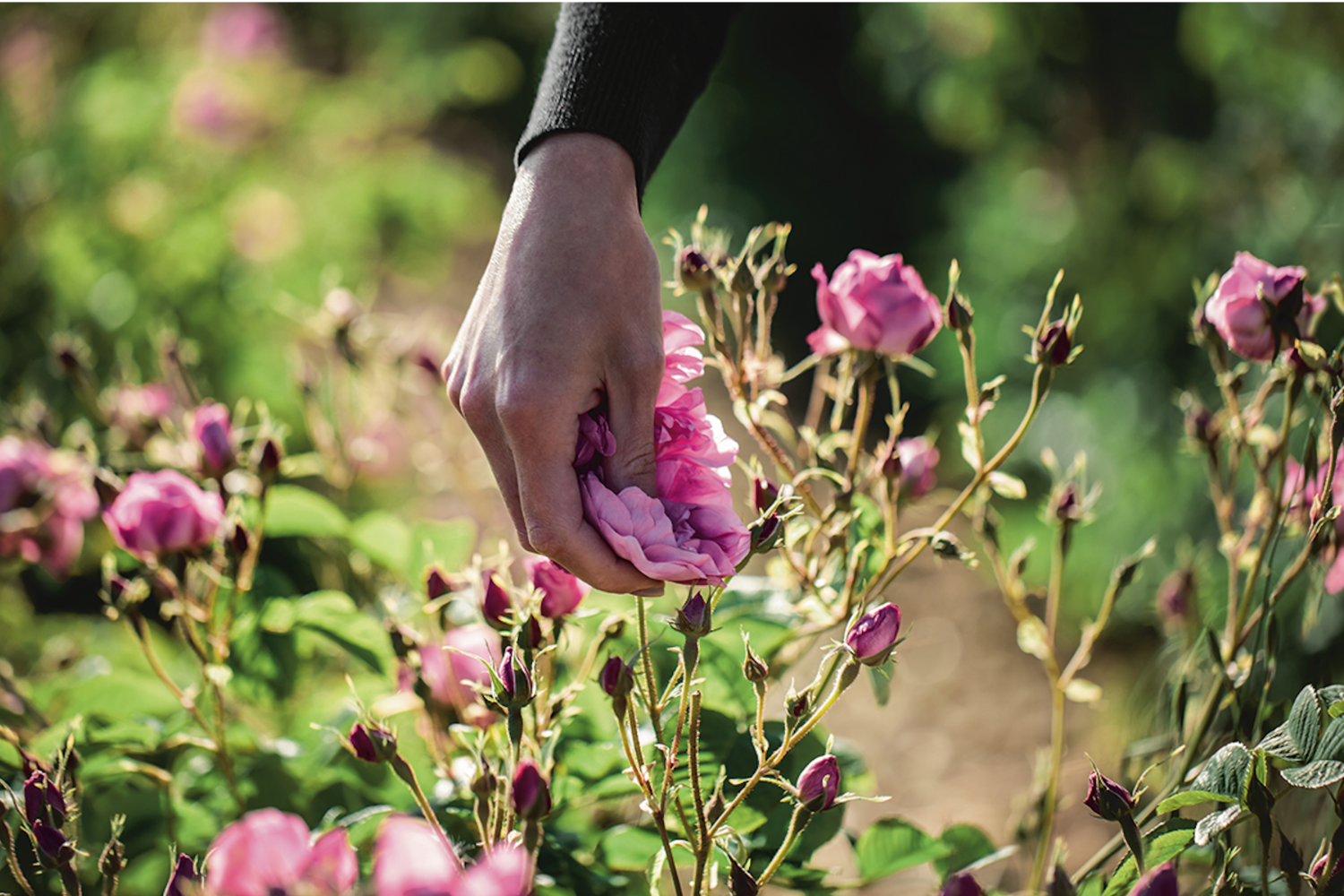 The rose of May, star of the Miss Dior Rose Essence fragrance